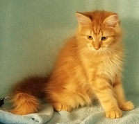 Phoebe's Kitten 1