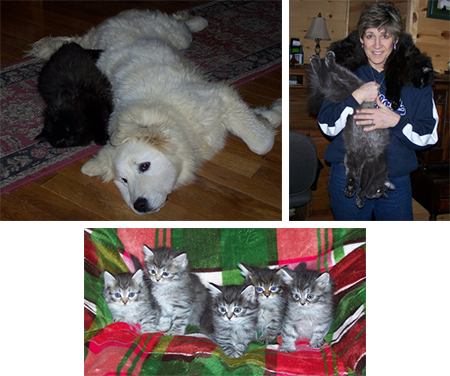 Assorted Kittens and Cats Assorted Kittens and Cats