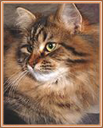 Orange and Black Cat