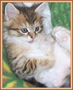 Cute Kitten