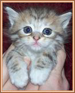 Baby Kitten