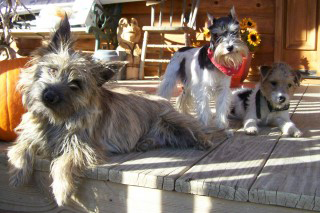 Terrier Dogs