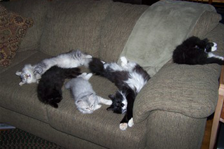 Cats on a Couch