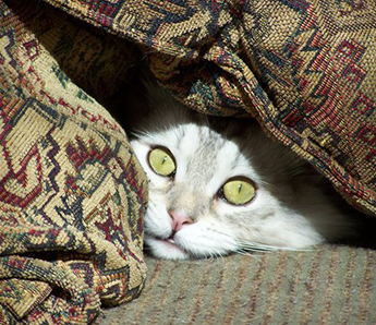 Sonya Peeking Sonya Peeking
