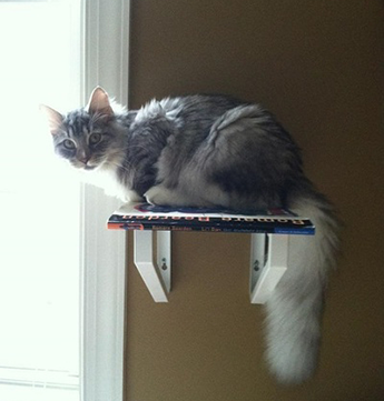 Greta on a Perch