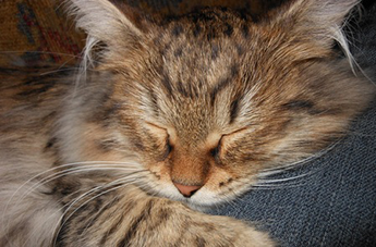 Alani Sleeping