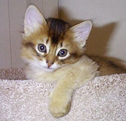 6 Weeks Old Kitten 6 Weeks Old Kitten