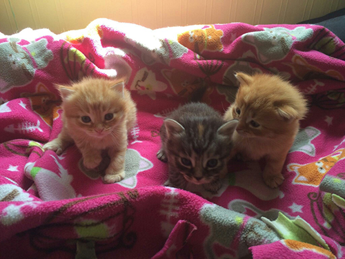 Kiki's Litter