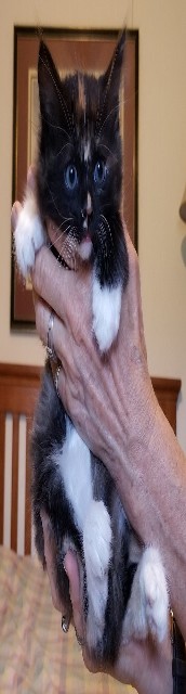 Fallina's Litter 1