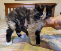 Falina's Litter 3