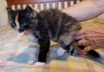 Falina's Litter 4