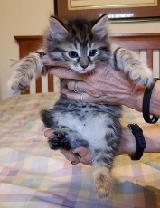 Falina's Litter 5