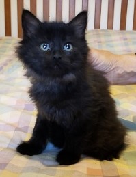 Falina's Litter 6