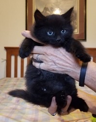 Falina's Litter 7