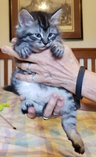 Myshka's Litter 1