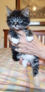 Myshka's Litter 3