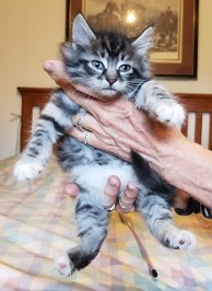Myshka's Litter 2