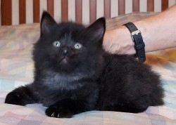 Myshka's Litter 4
