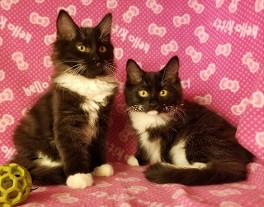 2 Kittens