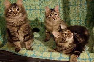 3 Kittens