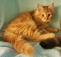 Phoebe's Kitten 4