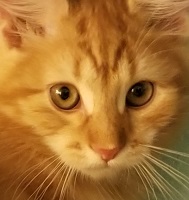 Phoebe's Kitten 2