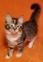 Leyla