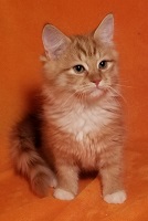 Lily Jr. 2