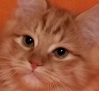 Lily Jr.