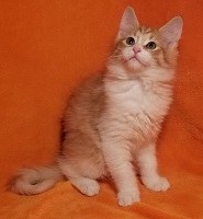 Lily Jr. 3
