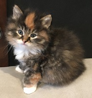 Guinevere