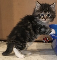 Lancelot
