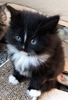 Nova 2