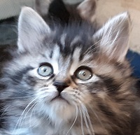 Cosmo