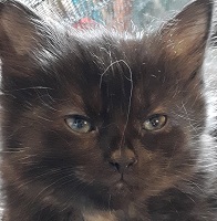 Ebony