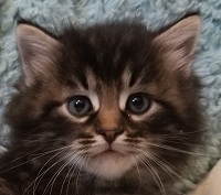 Nimbus