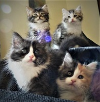 Mira Tonks front Garrison Zoey rear