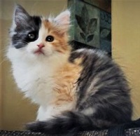 Tonks