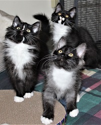 3 Kittens