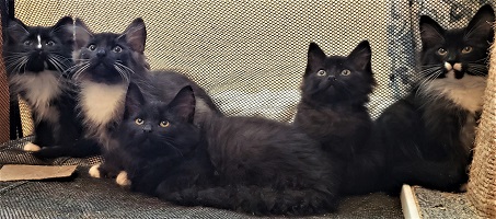 Noxi's Siblings