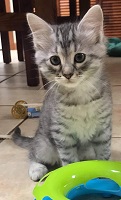 Wilbur 1