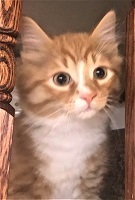 Zeus 2