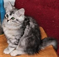 Bobbie 6